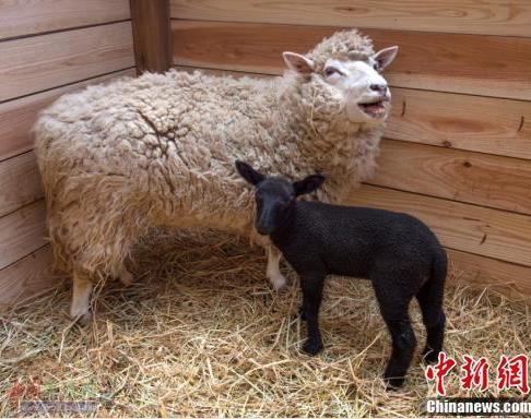 亲生的也可能不像 白羊妈妈诞下纯黑小羊