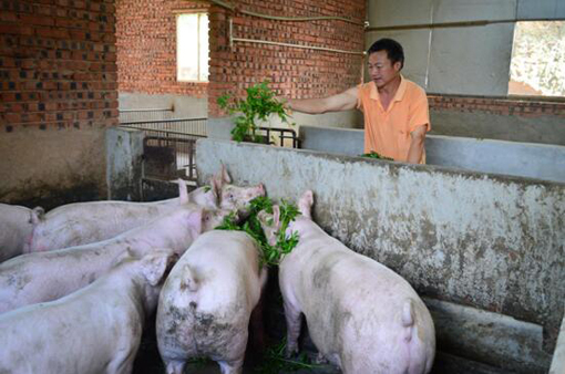 孙作清:回乡创业搞生态猪养殖致富