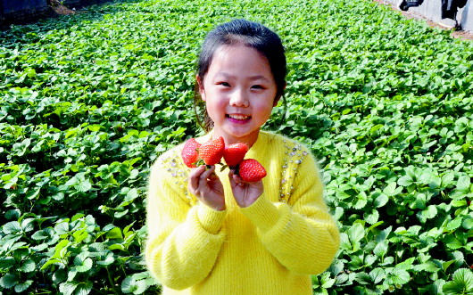 山东即墨区金口镇60余亩草莓大丰收