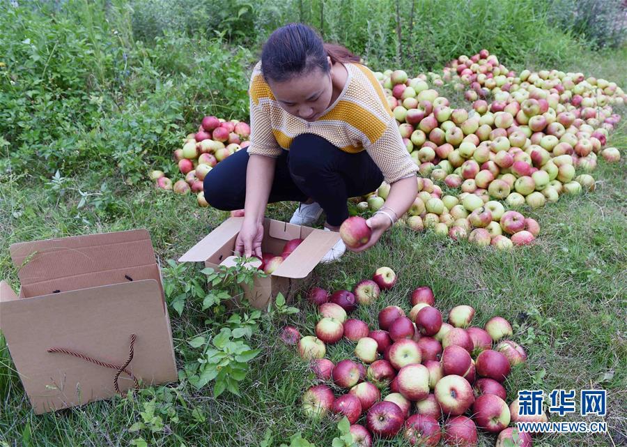 云南富民:种植果林助农增收致富
